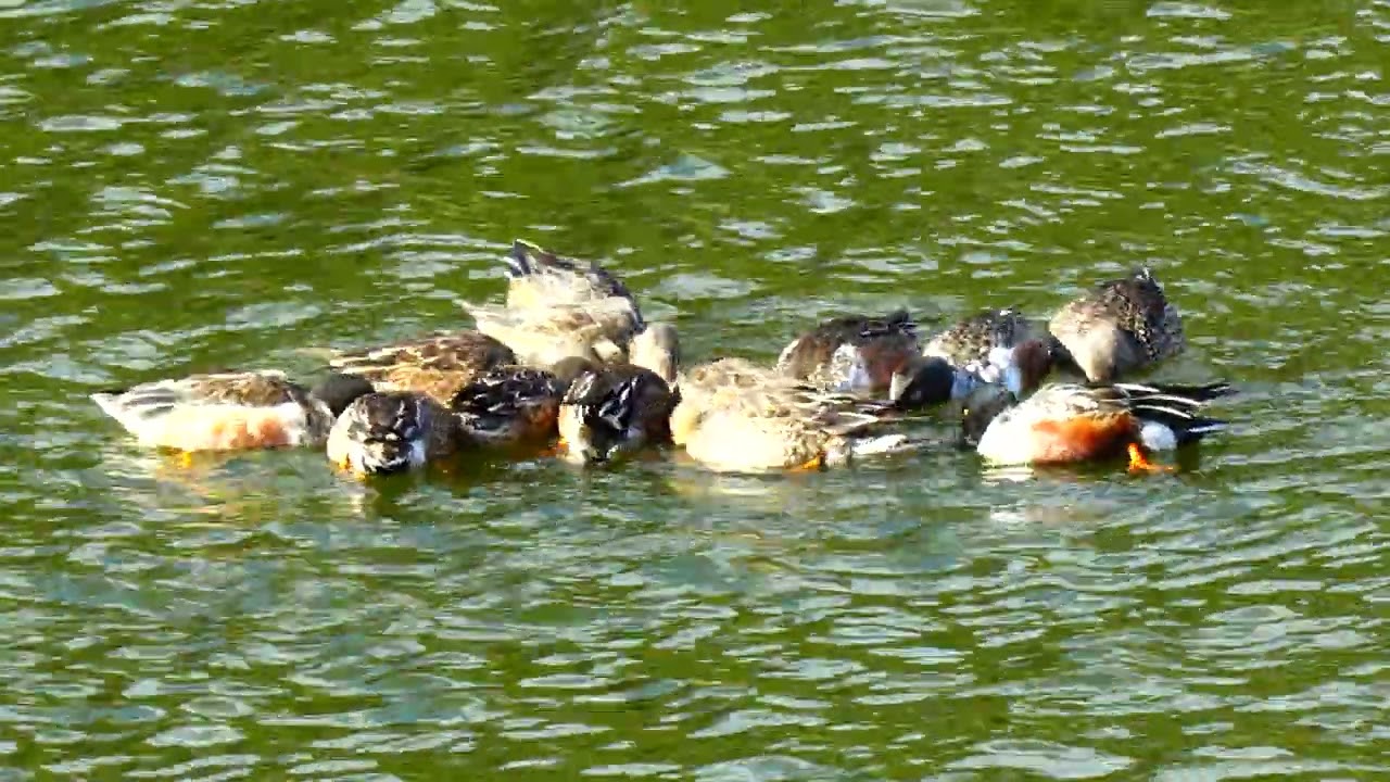 アシビロカモの集団餌取