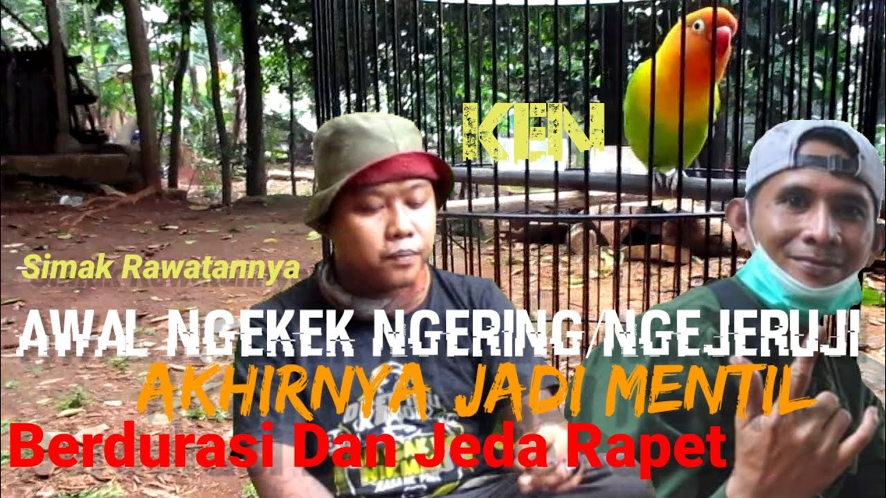 Awal Ngekek Ngering/Ngejeruji akhirnya Mentil Simak Rawatan nya