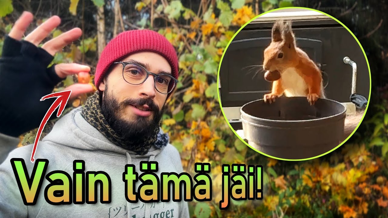 Tämä on tehokkain tapa kylvää tammenterhot: hyödynnä eläimiä!