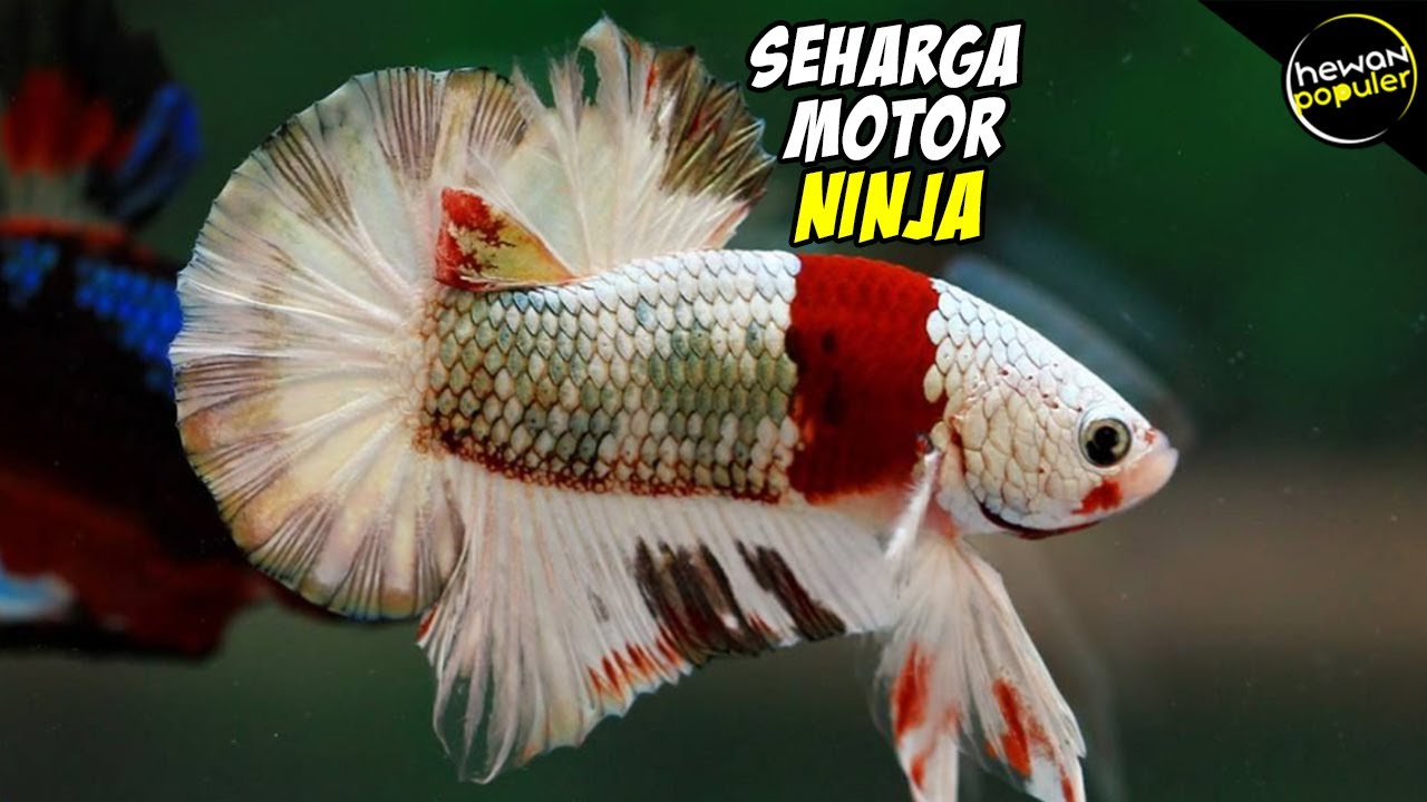 Inilah Ikan Cupang Termahal Di Dunia Harganya Selangit
