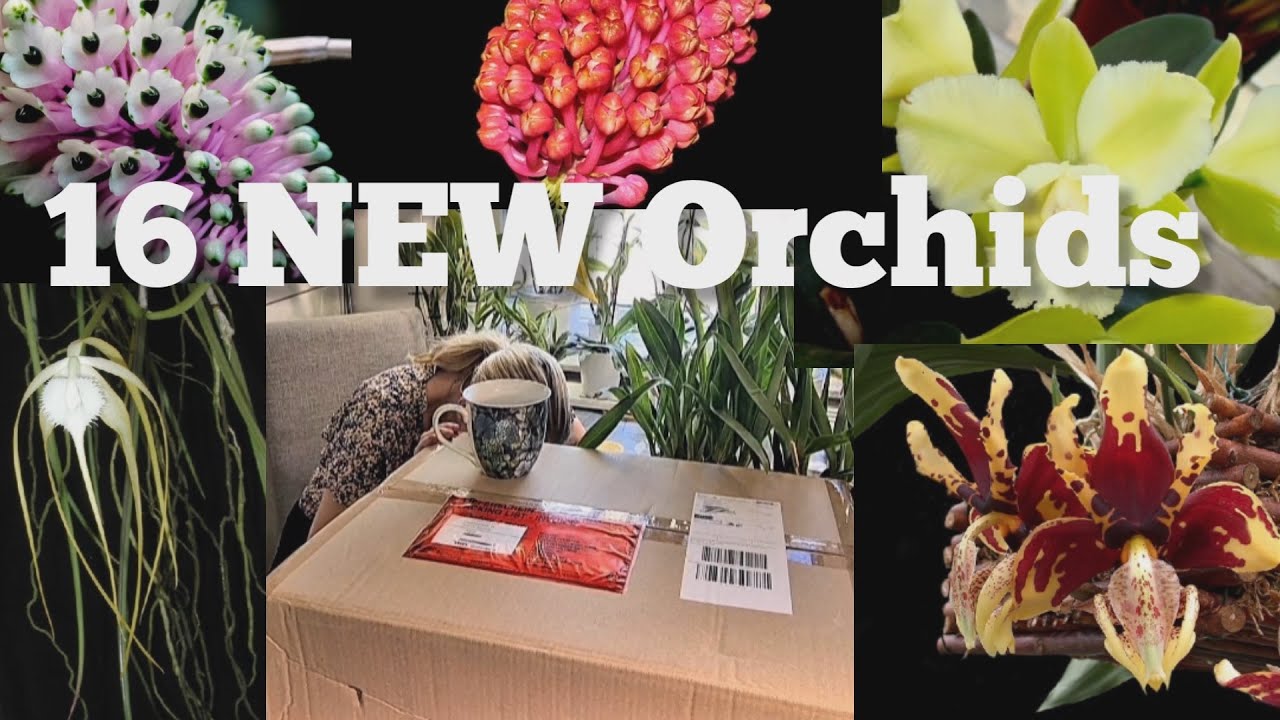 Орхидеи и многое другое. Видео распаковки Orchid Haul