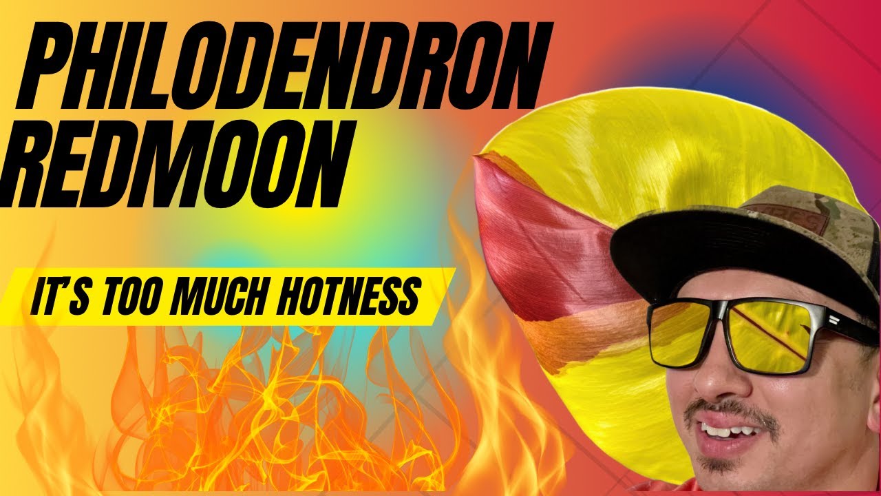 Philodendron Redmoon : Show me the Green episode 4