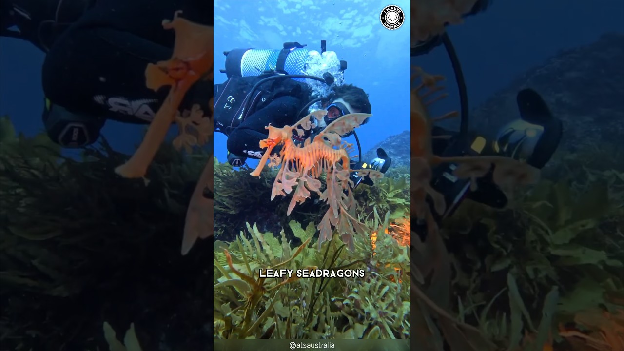 Leafy Seadragon 🐉 Мастер камуфляжа глубин!