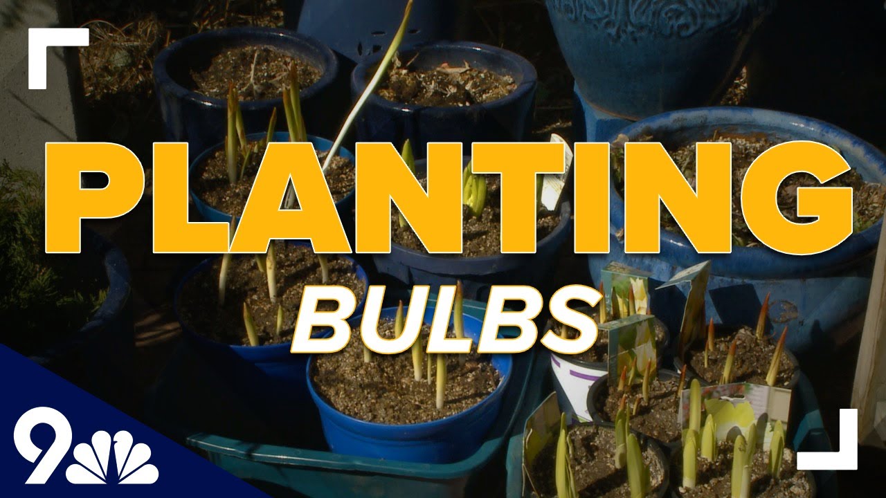 It's time to break out those spring bulbs in your garden