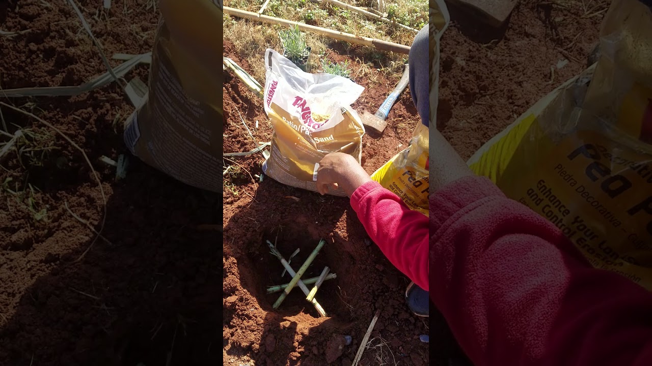 Planting lavender in clay soil