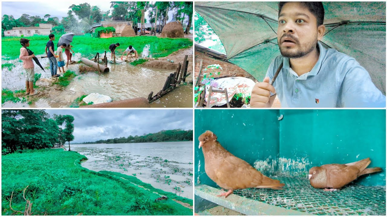 পাখির বাচ্চা এবং কবুতর খামার ডুবে গেছে চারিদিকে বৃষ্টিতে 😢
