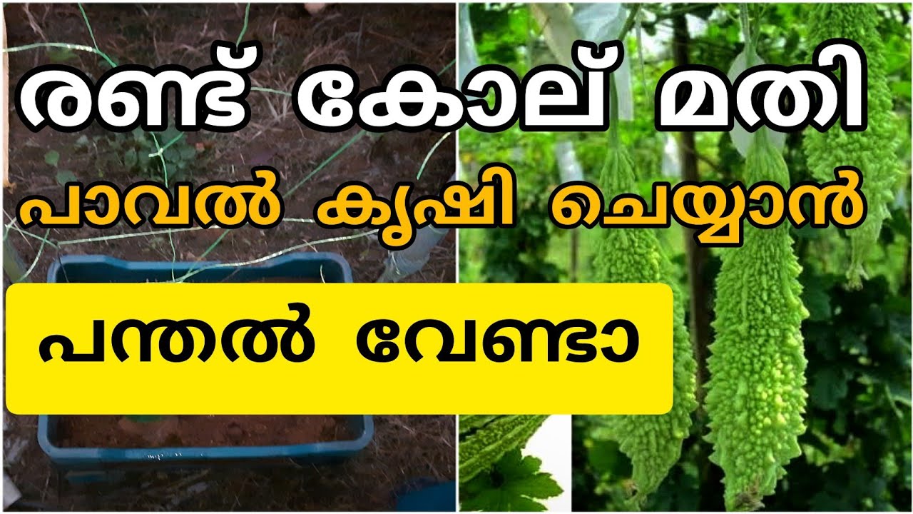 ഇനി പന്തൽ വേണ്ടാ ഒരു growbag വെക്കാനുള്ള സ്ഥലം മതി|portable Bitterguard farming|പുതിയ രീതി|