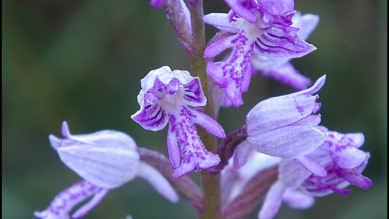 Orquídea Orchis militaris - Orquidea militar -  Military Orchid