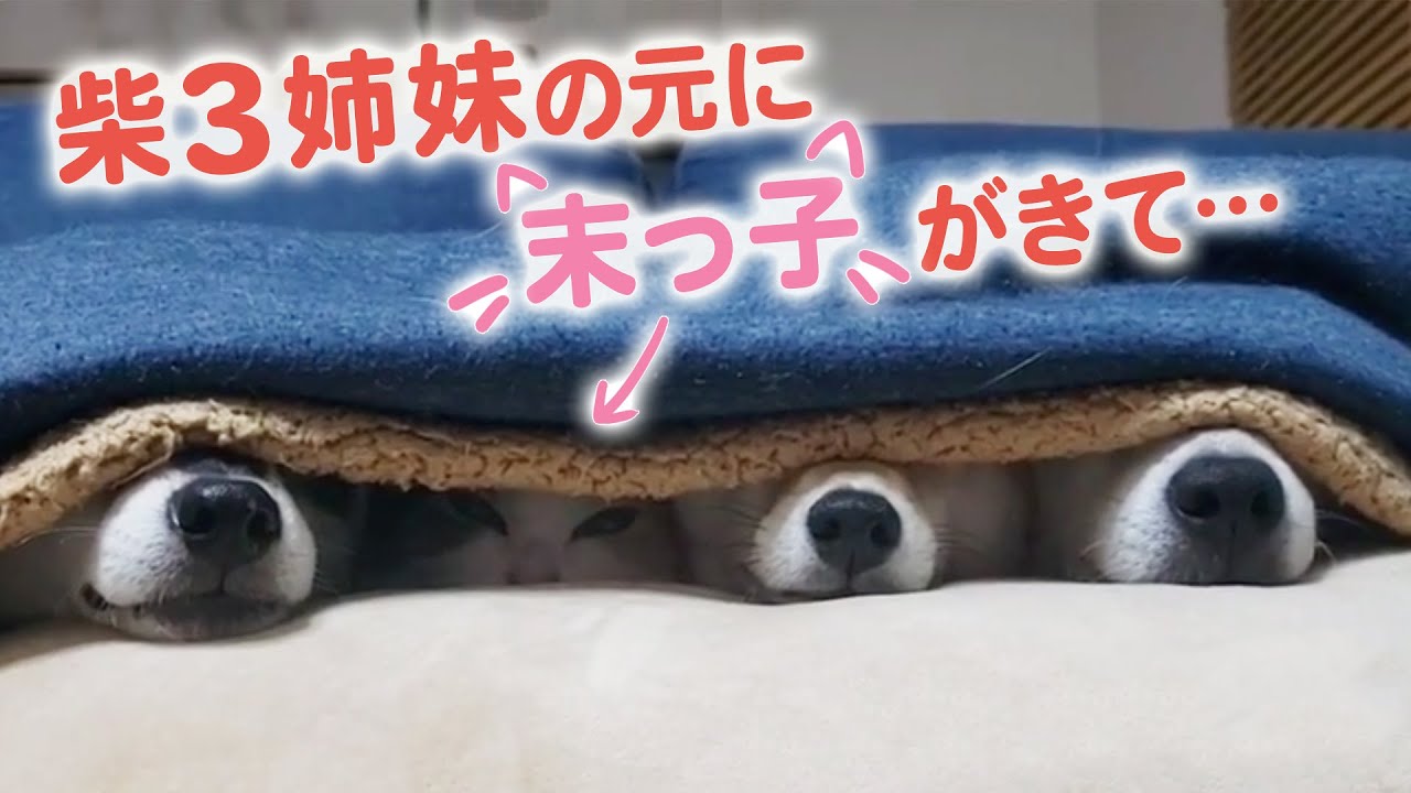 柴犬３姉妹の元へ、末っ子ニャンコがやってきて、激かわ４姉妹の登場だ！｜PECO【ナレーション有】