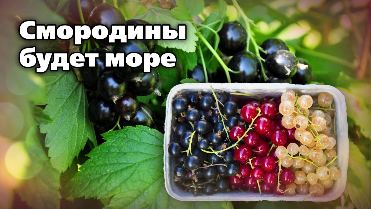 Как выращивать смородину.  Всего 5 условий для мега урожаев