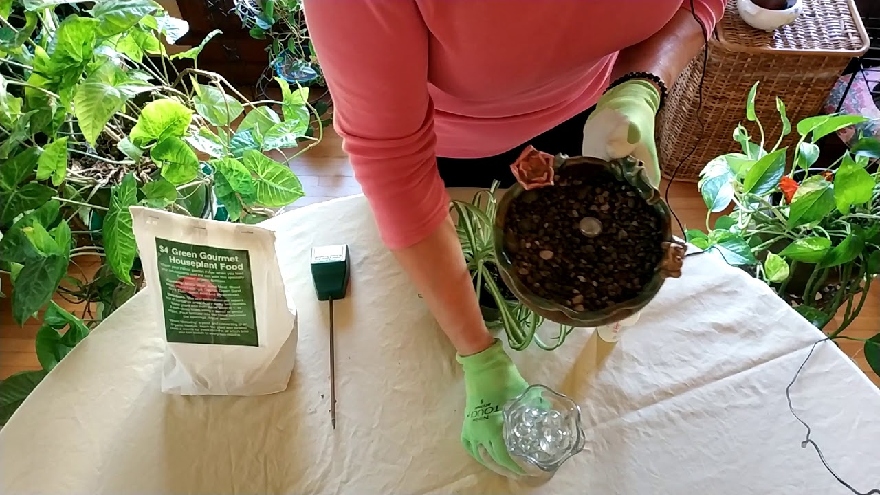 How to Revive a Spider Plant (Part 2)