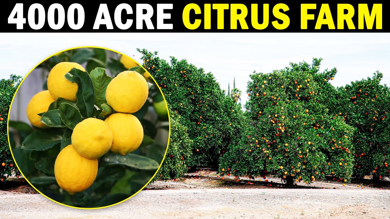 Worlds largest Citrus Farm | Totai Citrus | Lemon Farming / Citrus Farming