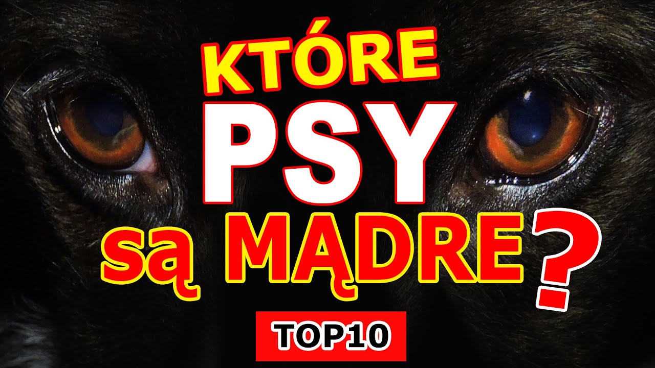 Najmądrzejsze psy na świecie [TOP10] Jakie rasy ps&oacute;w są najbardziej mądre? Jakiego psa wybrać?