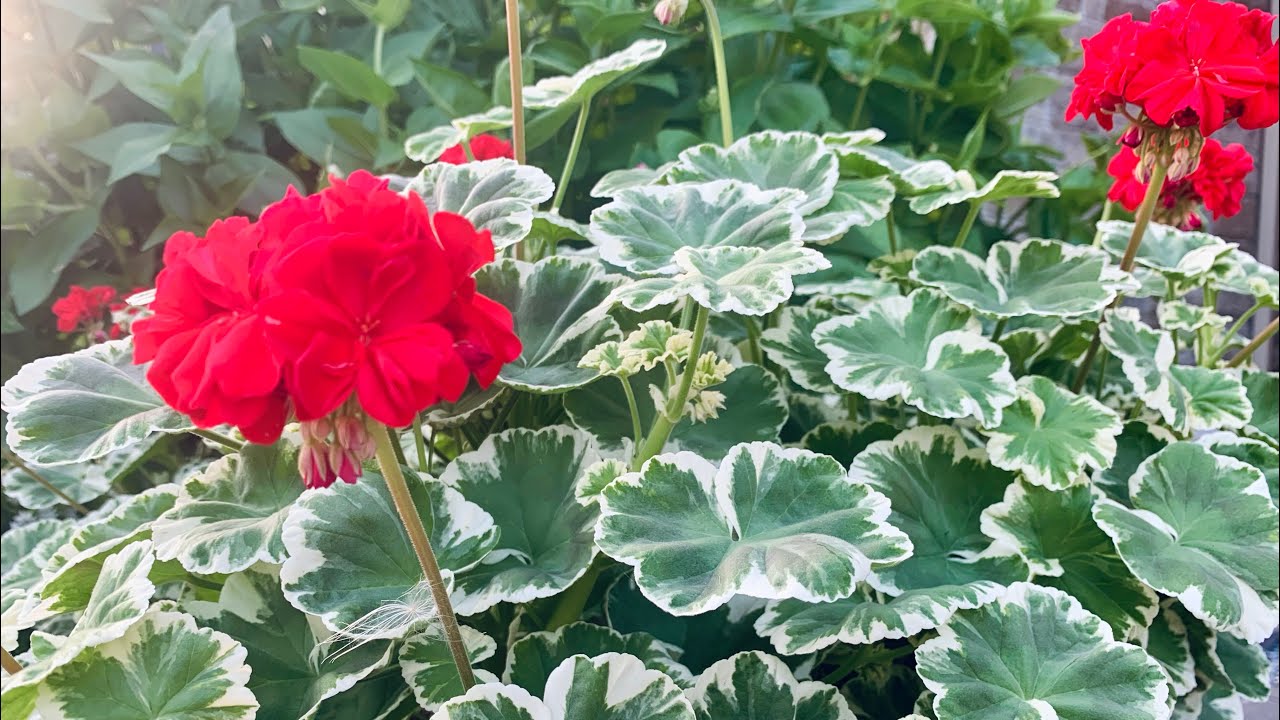 How to Root Geranium Cuttings & Preparing Plants to Take Indoors - Early Fall 2021