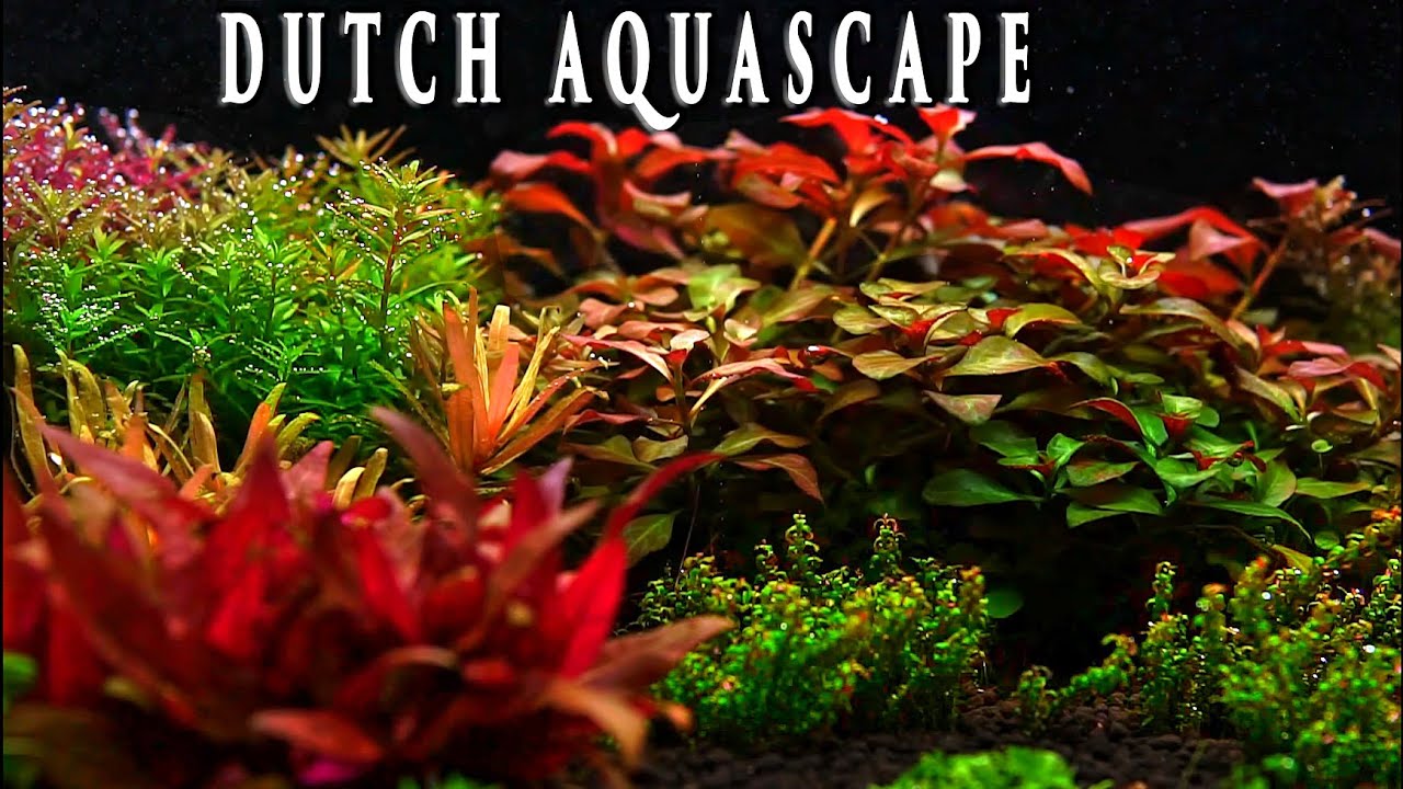Planted Aquarium Maintenance | Trimming And Basic Maintenance