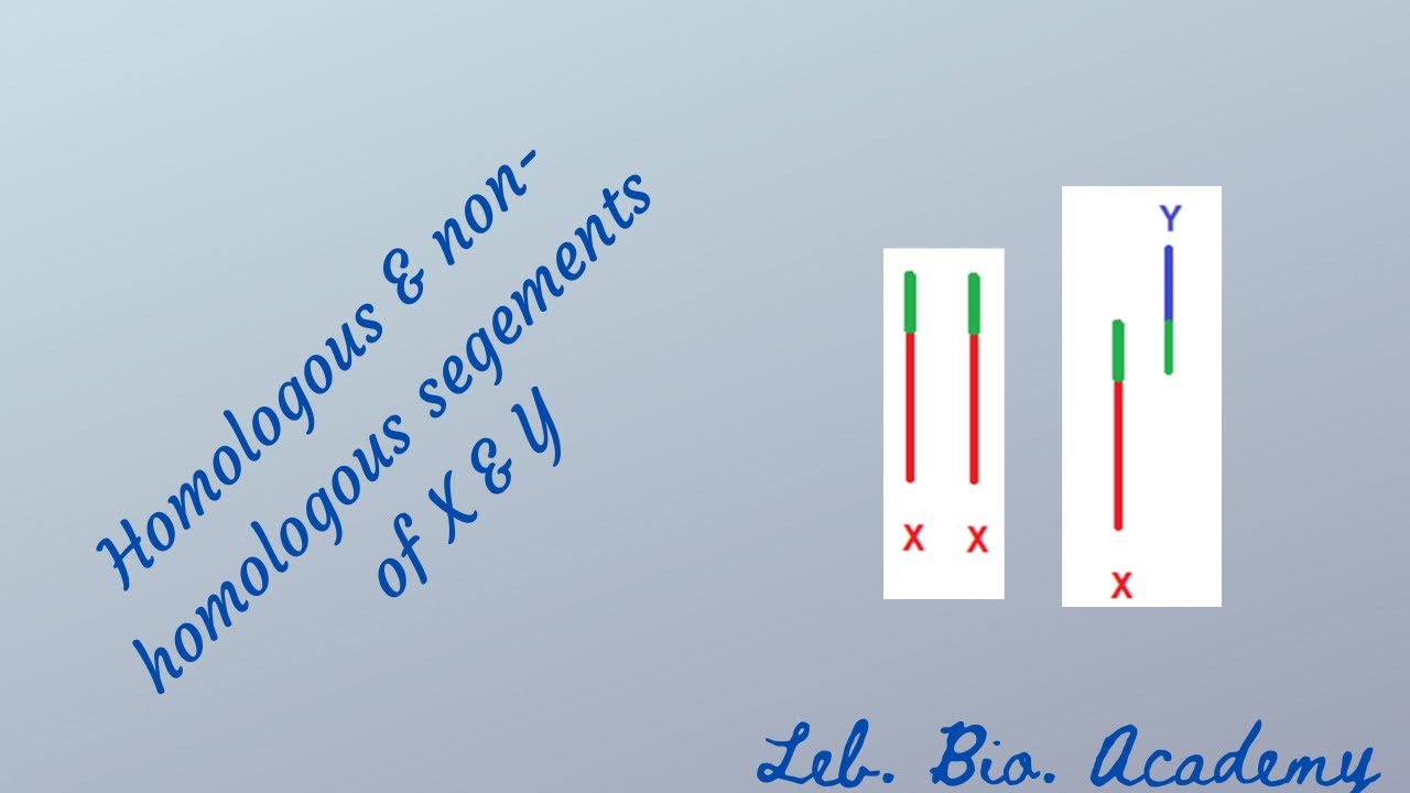 Homologous and non-homologous segments of X and Y