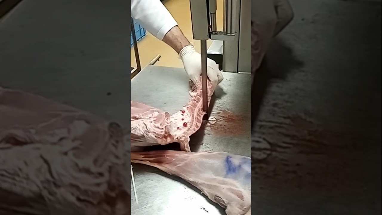 Goat leg cutting into machine #bybutchersnad