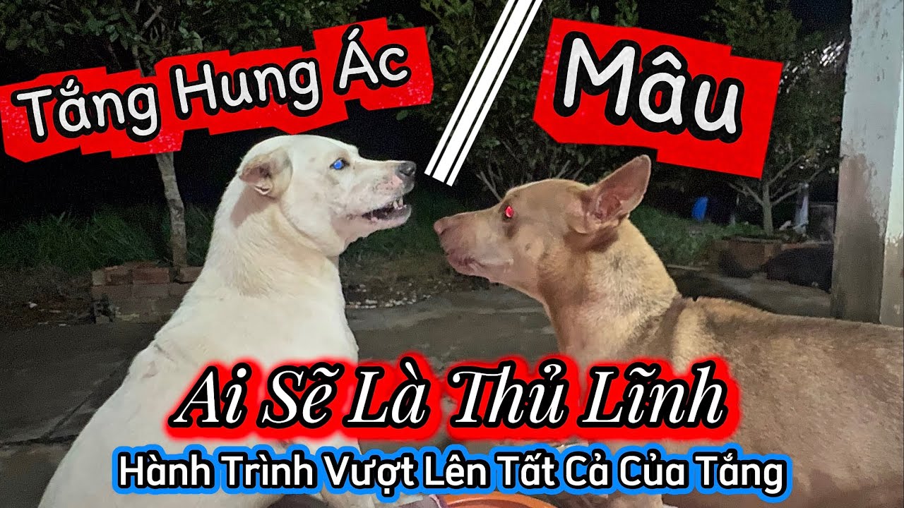 Bật Luôn Anh Hai Mâu - Hành Trình Vượt Lên Tất Cả Để Làm Thủ Lĩnh Của Tắng