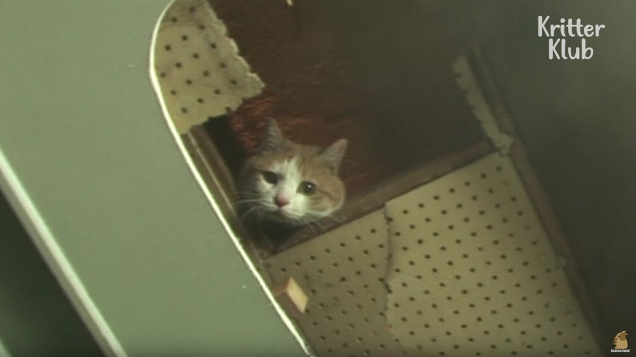 Кошка, живущая за стенами | Животное в кризис EP6