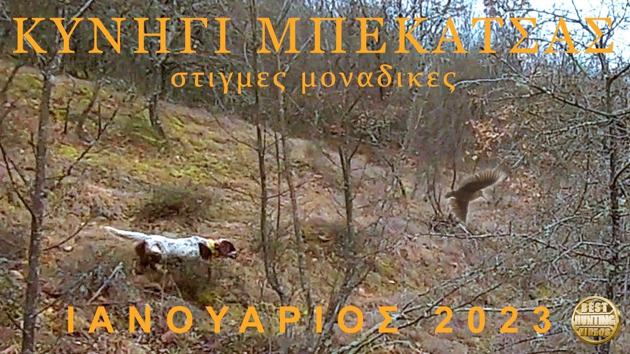 ΚΥΝΗΓΙ ΜΠΕΚΑΤΣΑΣ στιγμές μοναδικές ΙΑΝ. 23-WOODCOCK HUNTING-CACCIA alla BECCACCIA-BECADA-ÇULLUK AVI
