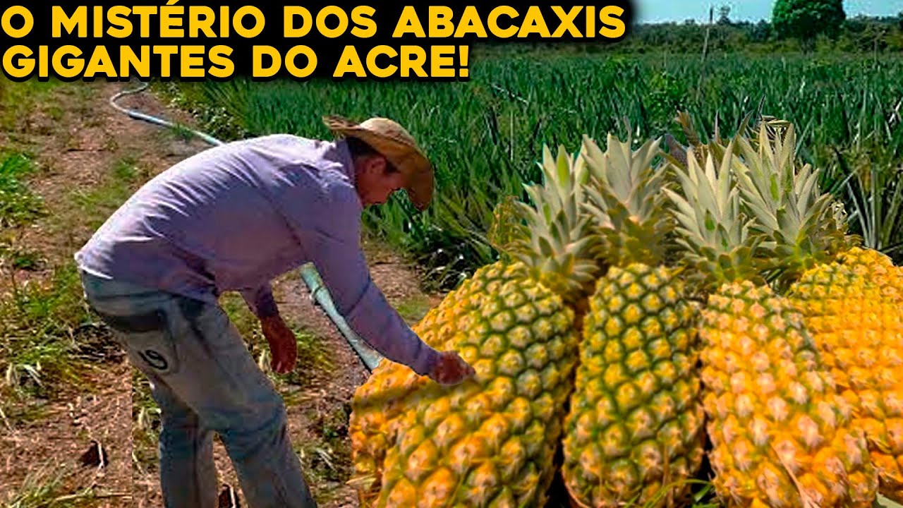 O MISTÉRIO DO SÍTIO NO ACRE ONDE SÓ NASCEM ABACAXIS GIGANTES