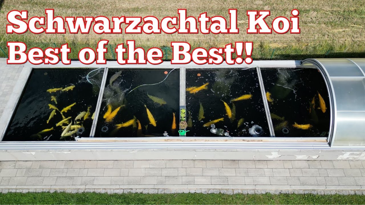 Das Beste vom Besten aus deutscher Zucht. Riesige Kawarimono Boliden bei Schwarzachtal Koi!