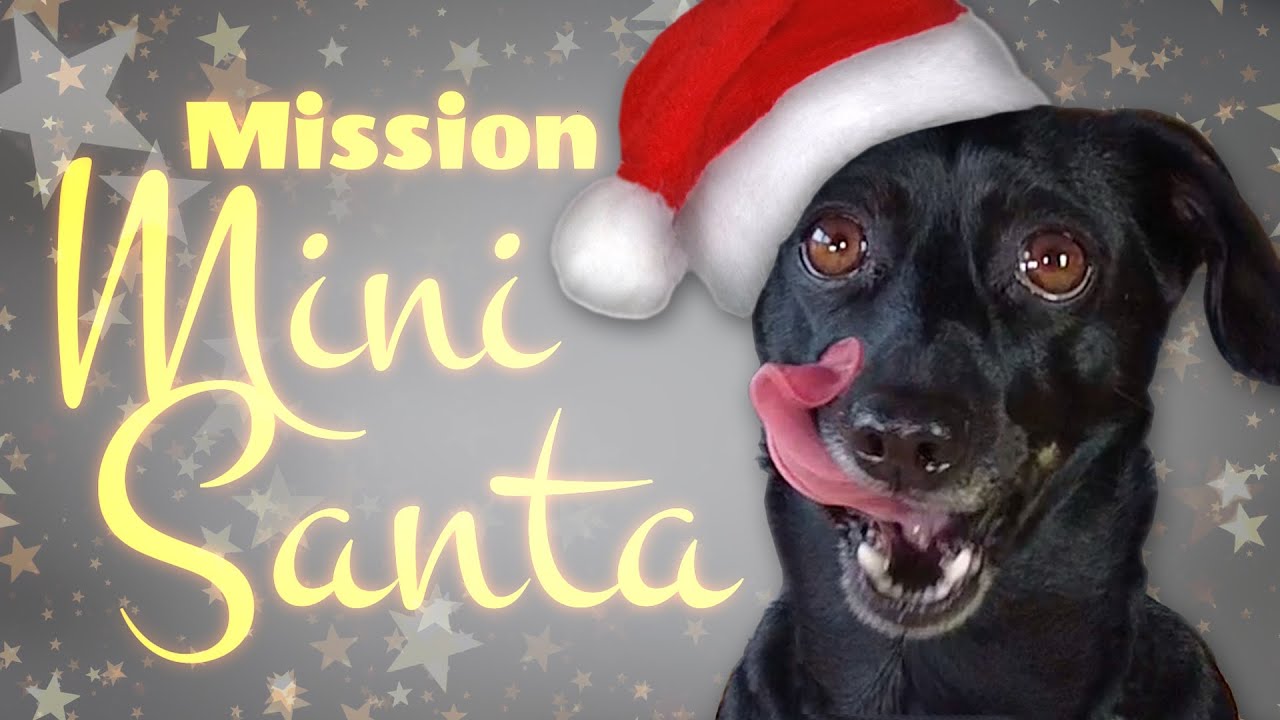 Linni’s Christmas 🎄🐾🎁 Mission: Mini Santa | Linni’s Doxie Life – Holiday Special