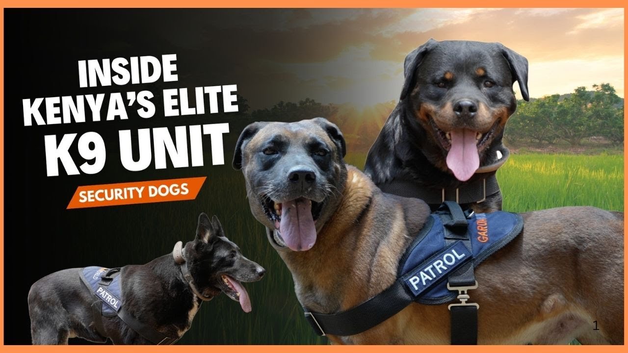 From pups to protectors: Inside an elite K9 unit in Nairobi