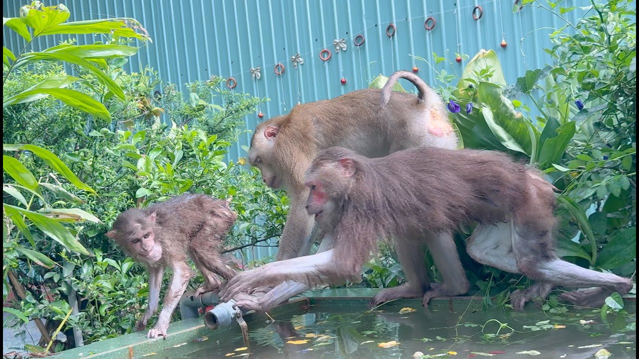 The wonderful monkeys are always together