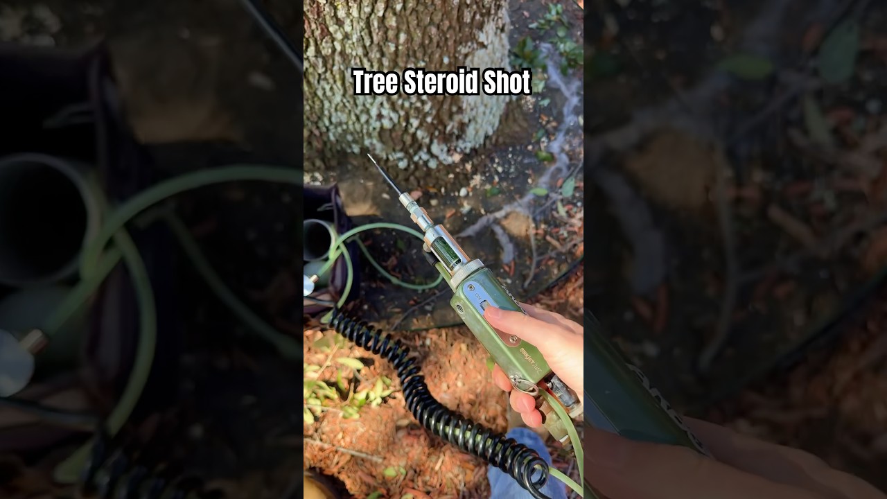 Giving Tree Steroids! | Injecting Tree with Growth Hormone Shot #treecare #treesurgeon #treehealth