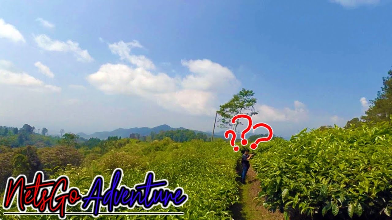 Kebun Teh Tangkuban Perahu Lembang - NetsGo Kebun Teh Adventure Part 1