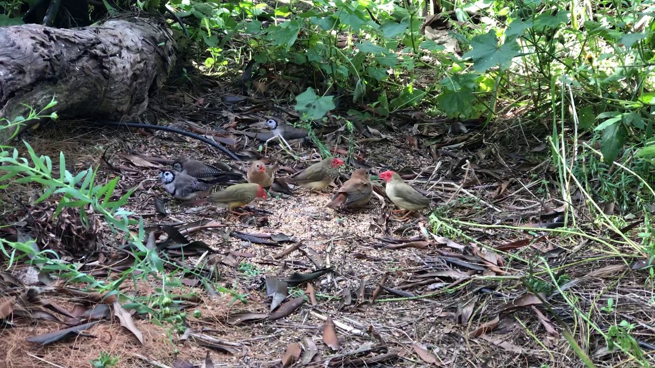 Finches and wrens in the planted Aviary