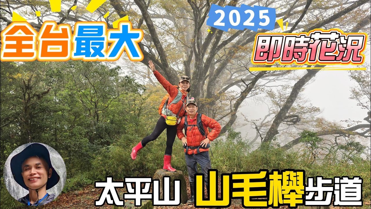 2025太平山台灣山毛櫸步道最佳觀賞期，山毛櫸黃葉率已達80%，要去要快，美到讓你有談戀愛的感覺。順訪見晴懷古步道，感受濃霧中的魔幻鐵道。探訪第二高的小百岳三星山，一睹瑰麗如詩的雲海大景。