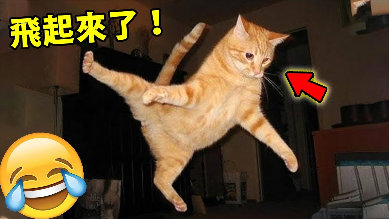 動物作死的十大名場面！獅子挑釁長頸鹿，小狗一秒認慫，第一名上演史詩級翻車，全程高能無尿點！