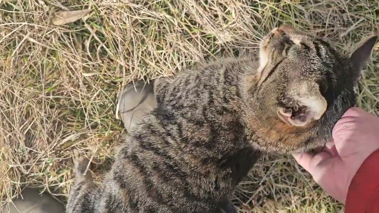 Очередная опасная ситуация и много зелени...