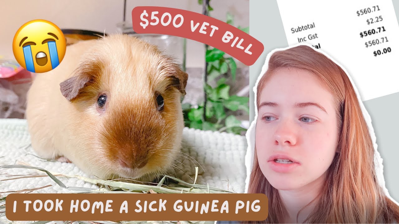I RESCUED A SICK GUINEA PIG