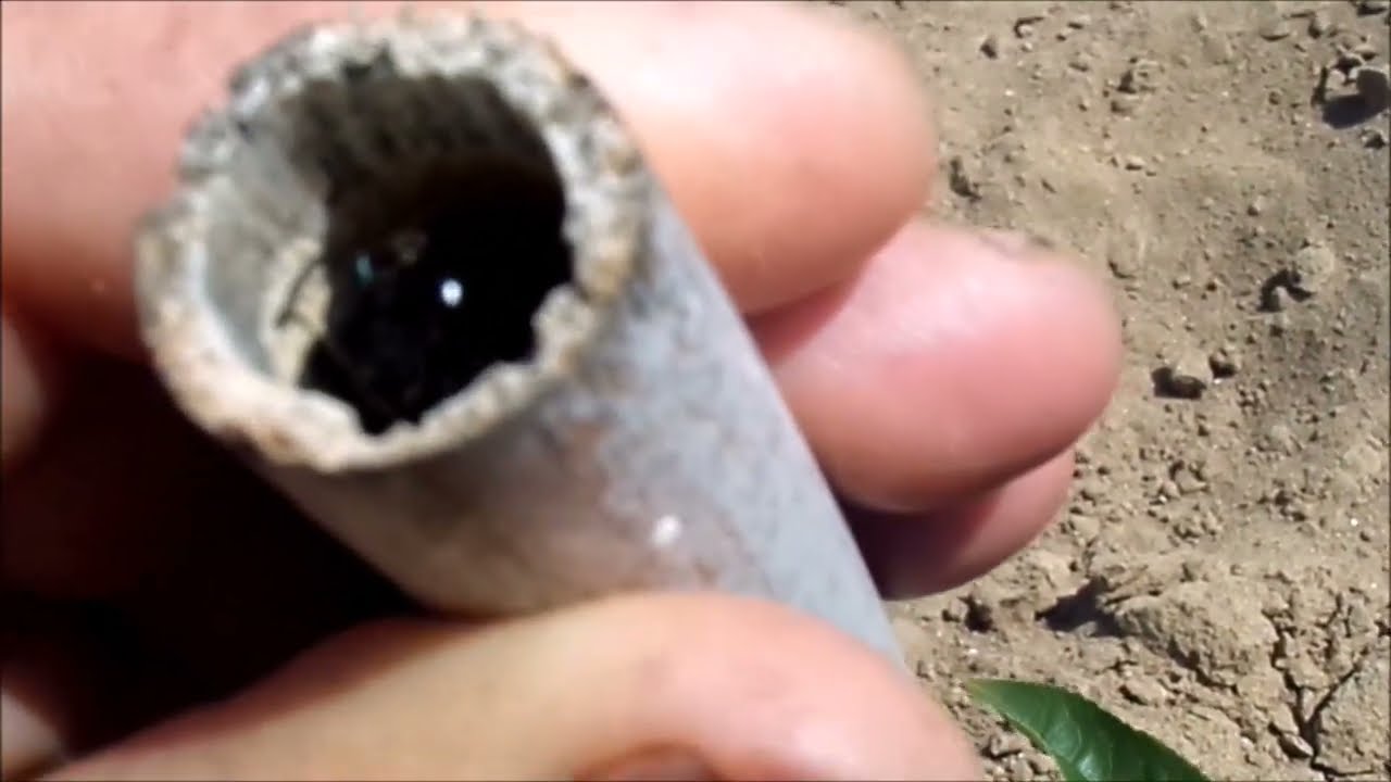 Man fighting with black hornet / Siyah eşek arısıyla kavga eden adam