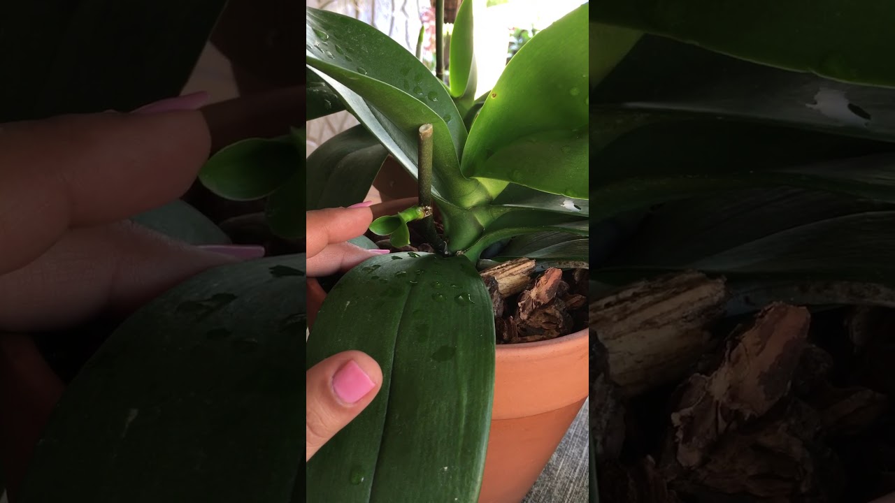 Keiki Paste Review for Orchids 🌺  Crazy Keiki Cloning Paste results