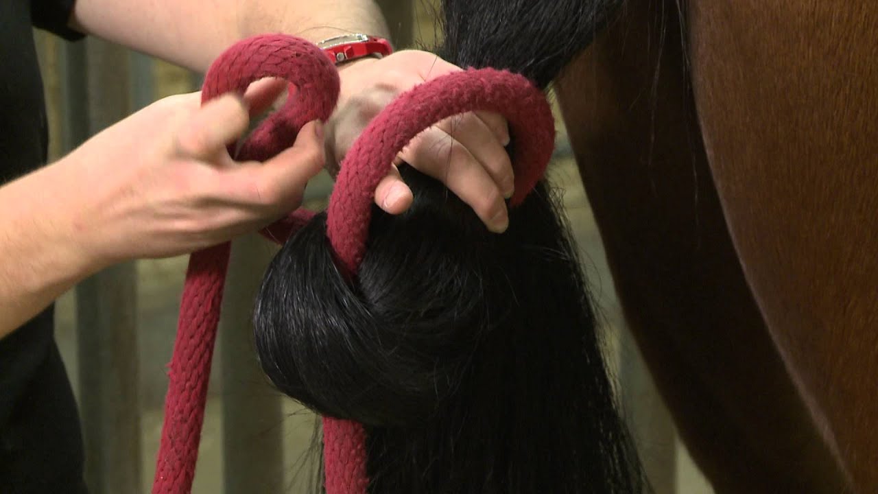 Tail Tying Your Horse