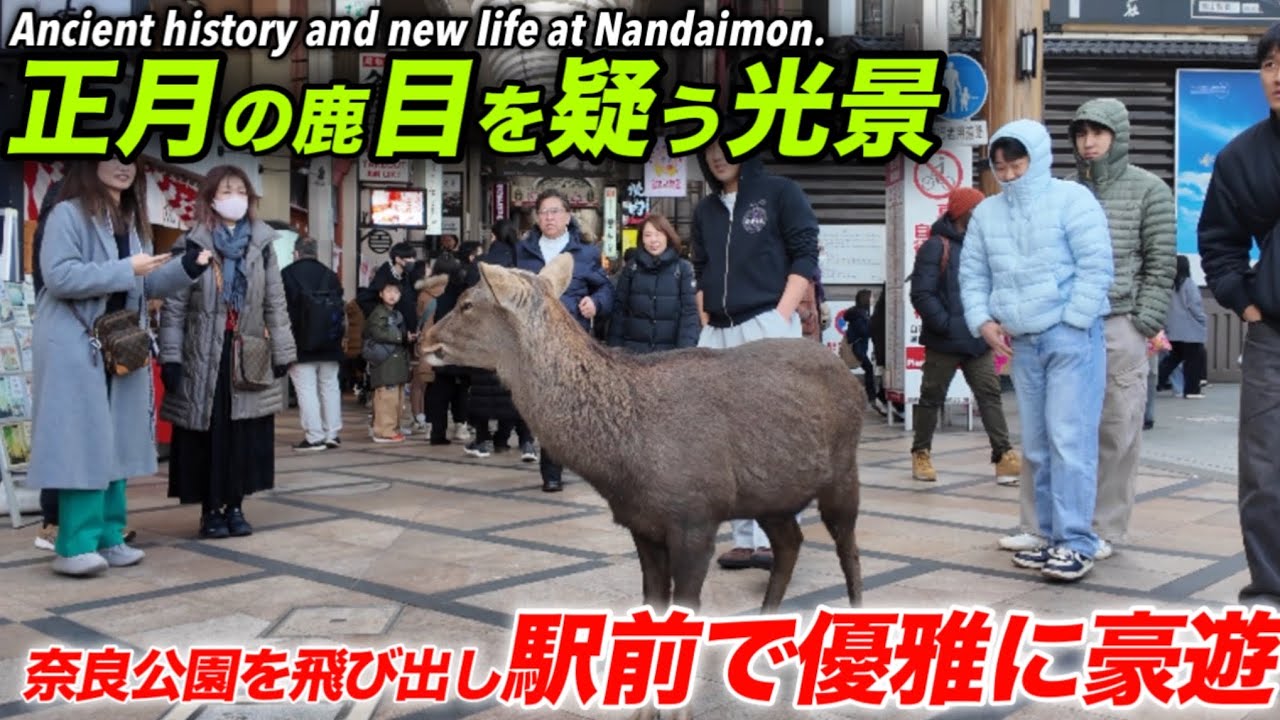 正月の鹿　目を疑う光景　奈良公園を飛び出し駅前で優雅に豪遊