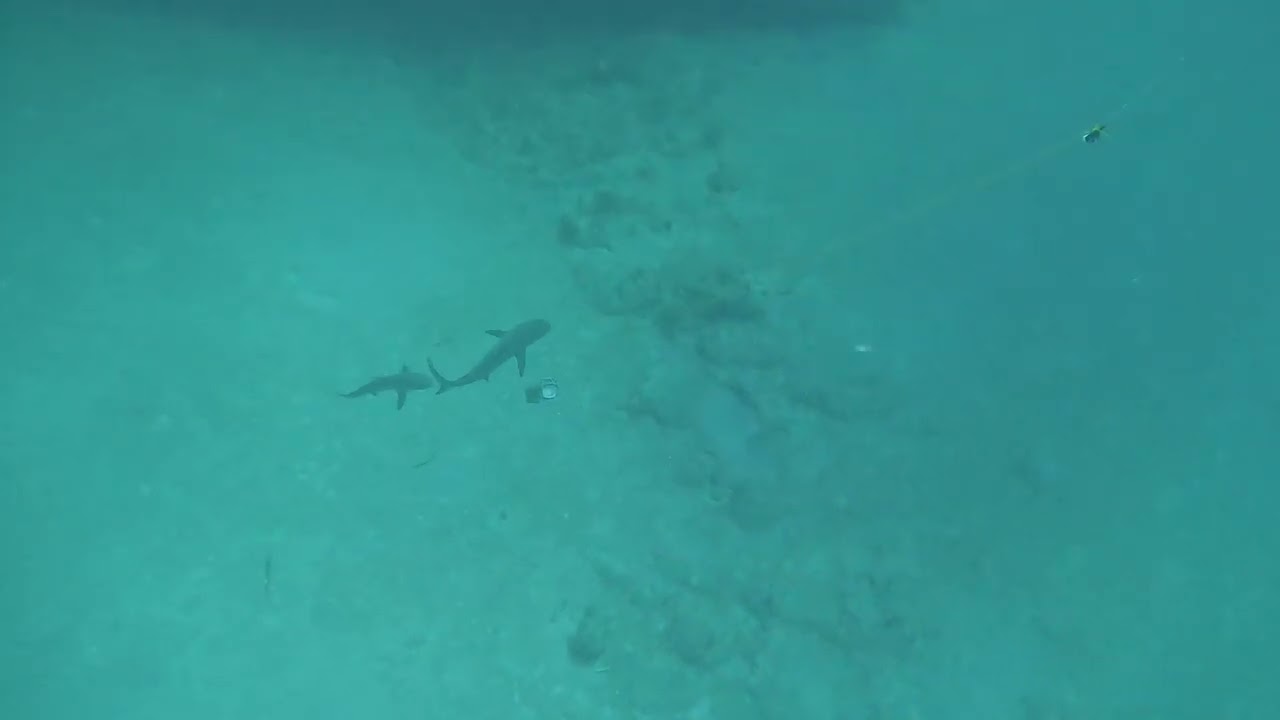 Sharks Trying To Break Lionfish Container Nassau, Bahamas July 2025