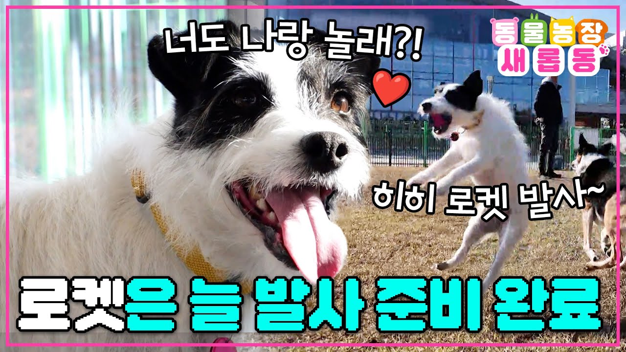 [#새롭동물농장] 이런이런..로켓은 절대로 멈추지 않아🤭 절대 멈추지 않는 에너지 소유견 로켓🚀 / EP.1252 #TV동물농장 #AnimalFarm #SBSstory