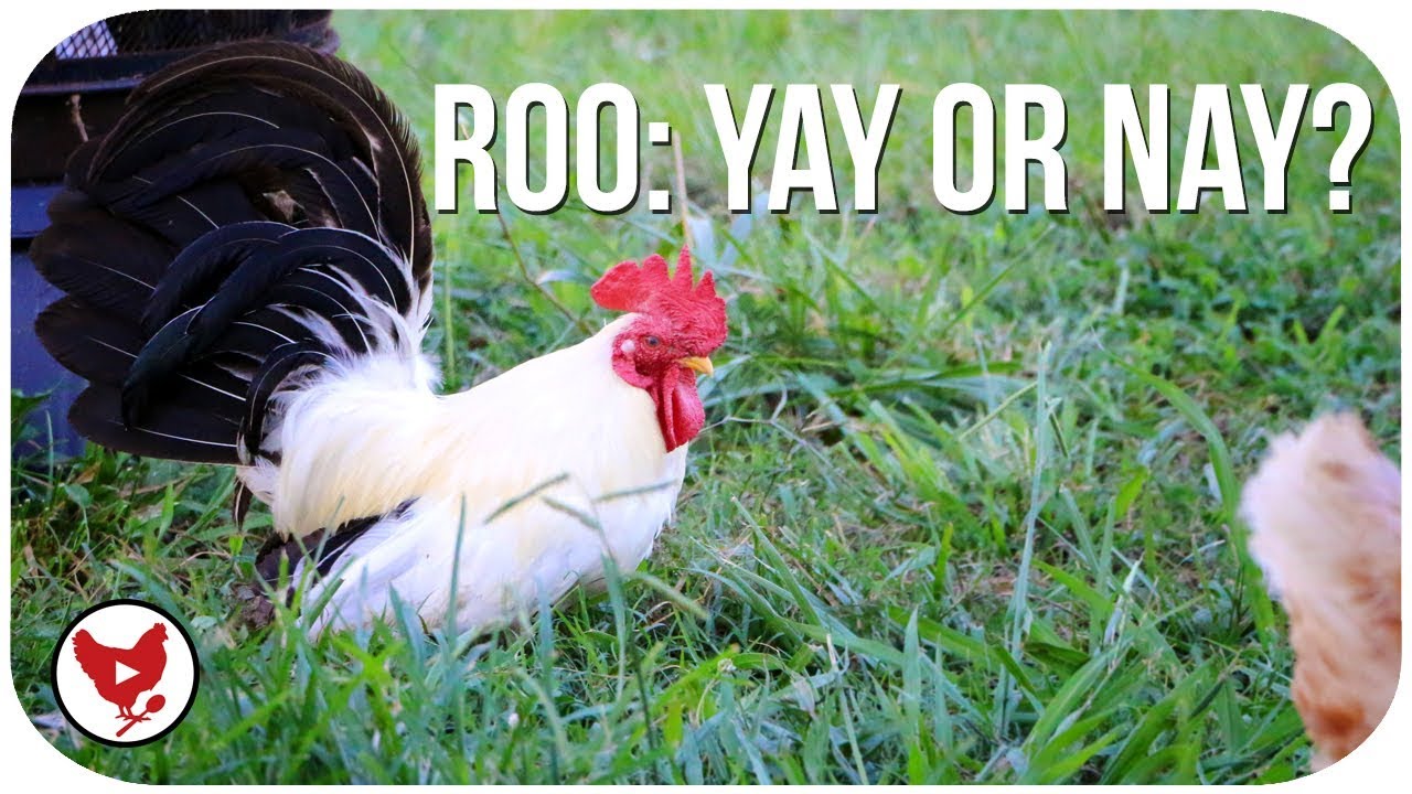 CHICKEN CHAT: HOW TO TELL IF YOU HAVE A ROOSTER