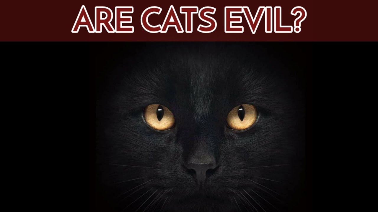 Are cats evil? A must watch!