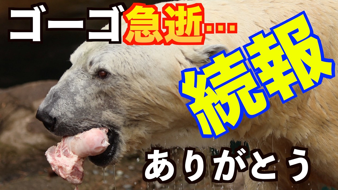 ゴーゴ、ありがとう…続報で明かされた最後の時間と未来へ繋いだ命　よこはま動物園ズーラシア