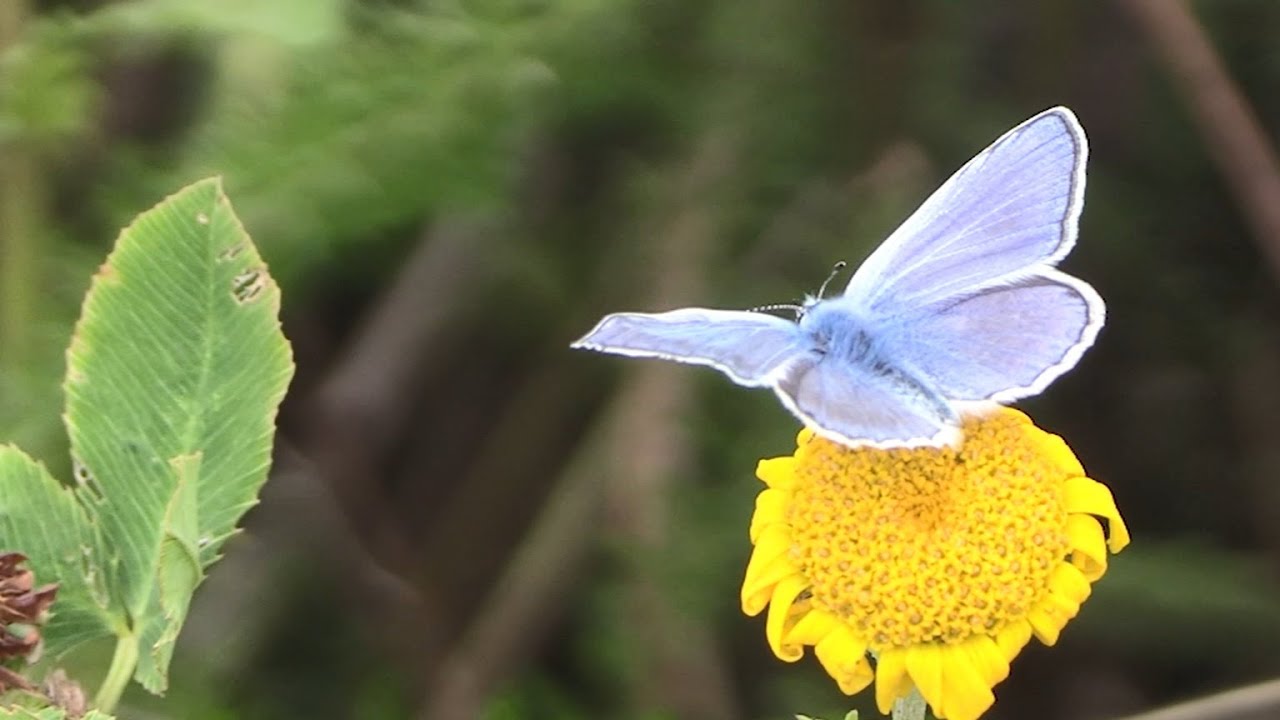 Biodiversitätsförderung am LTZ Augustenberg