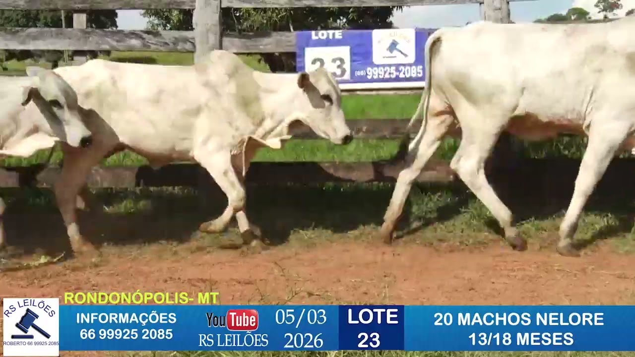 LOTE 23 - 20 MACHOS NELORES - 13/18 MESES