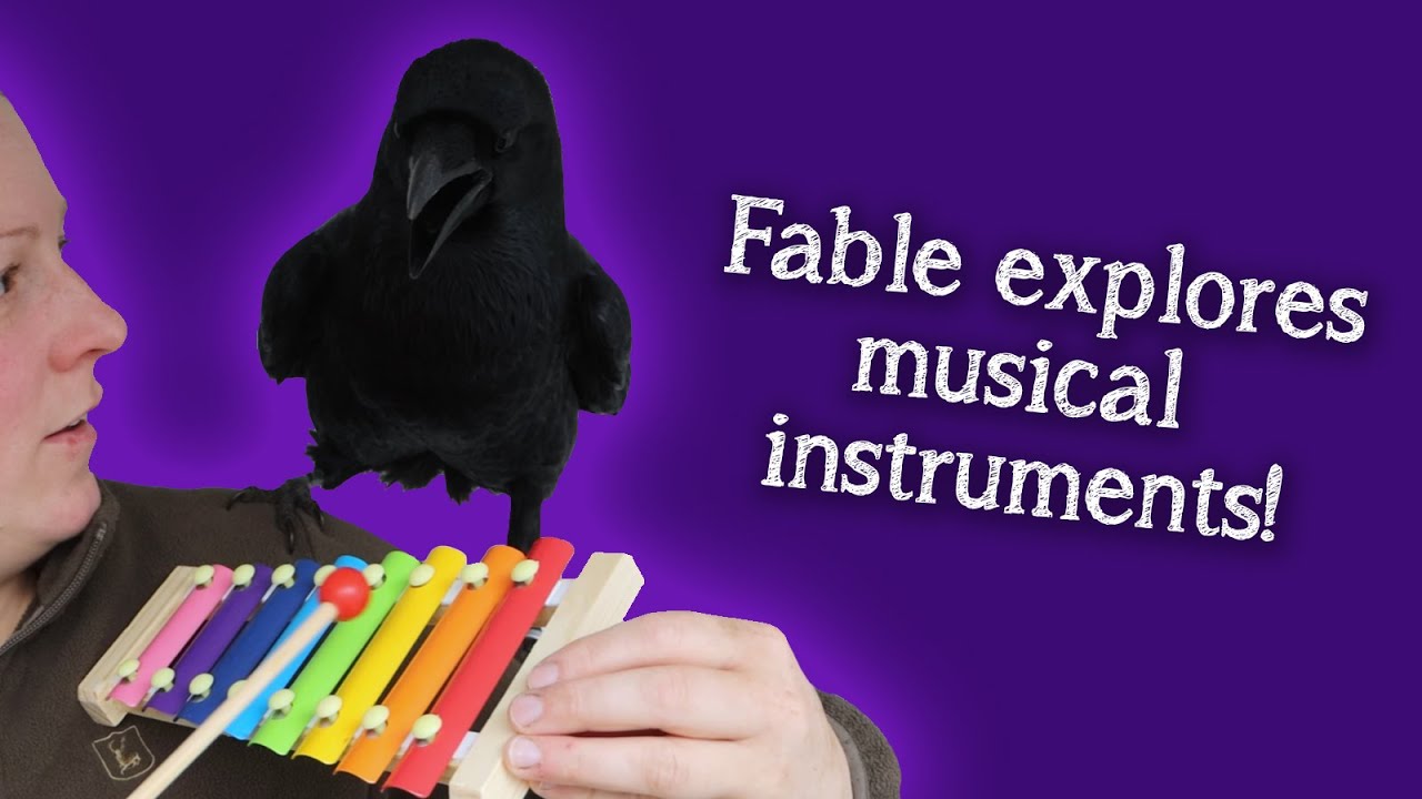 Fable the Raven | Fable Explores Music!