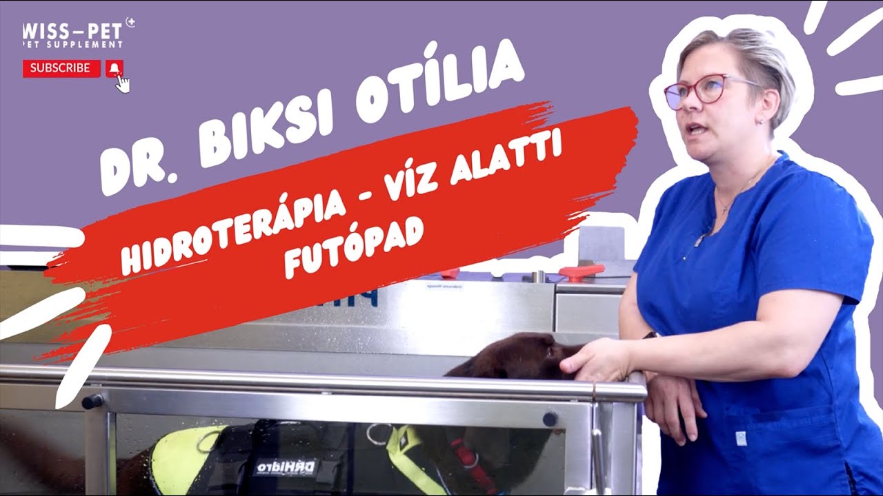 Mi is az a hidroterápia? Hogyan támogatja a kutyád ízületeit? Dr. Biksi Otília válaszol