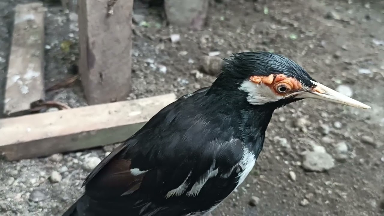 SUASANA JALAK SUREN DI AVIARY 
